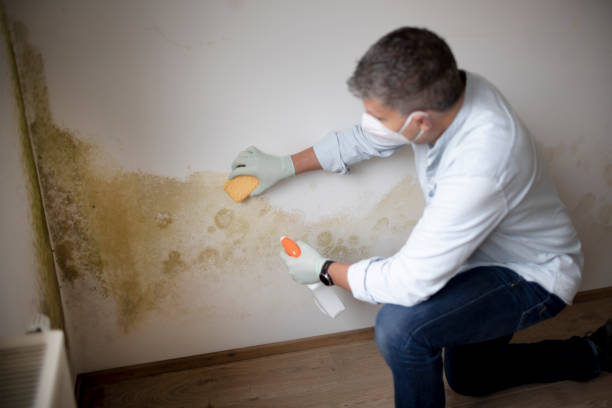 Best HVAC Mold Inspection and Cleaning  in Chittenango, NY